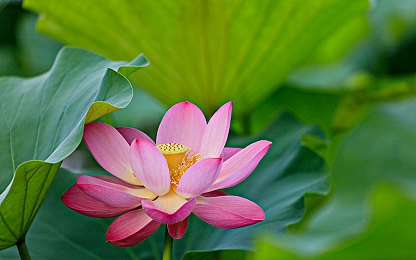 里番※ACG琉璃全彩催眠,琉璃梦境中的催眠冒险,色彩斑斓的幻想之旅-1